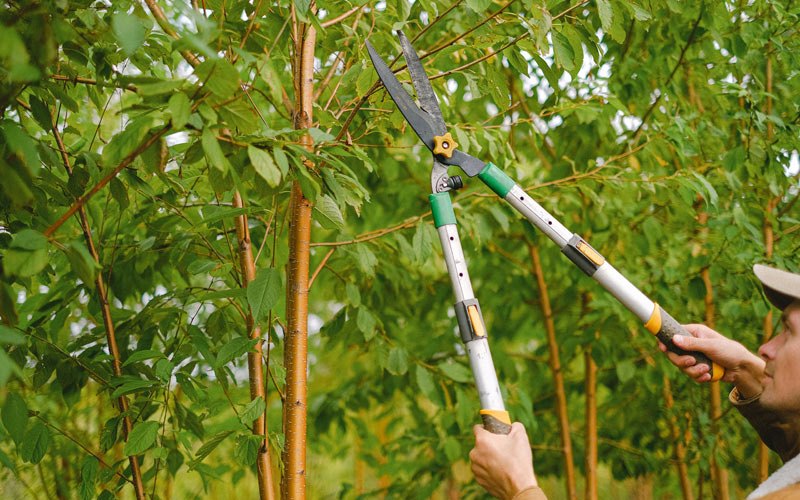 Tree trimming in Oakville, IA