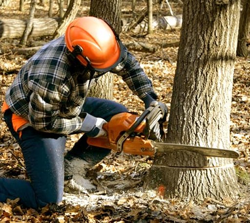 Tree Removal in Oakville, IA